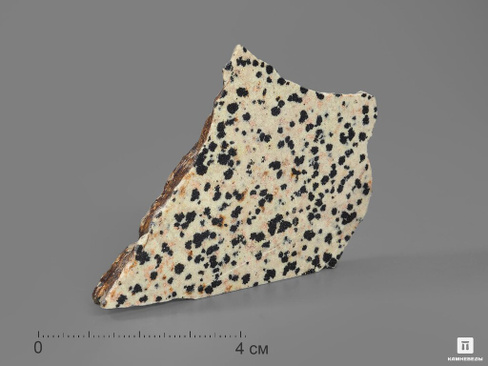 Яшма далматиновая (трахириодацит), полированный срез 5,5-7,5 см