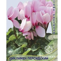 Семена Цикламен персидский Розовый с глазком 2, Поиск